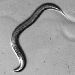 Un esemplare di Caenorhabditis elegans. Le dimensioni sono di circa 1 millimetro